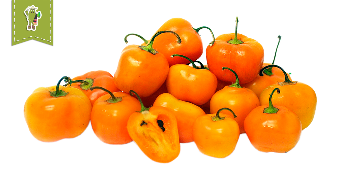 Manzano Chile Pepper - Frhomimex